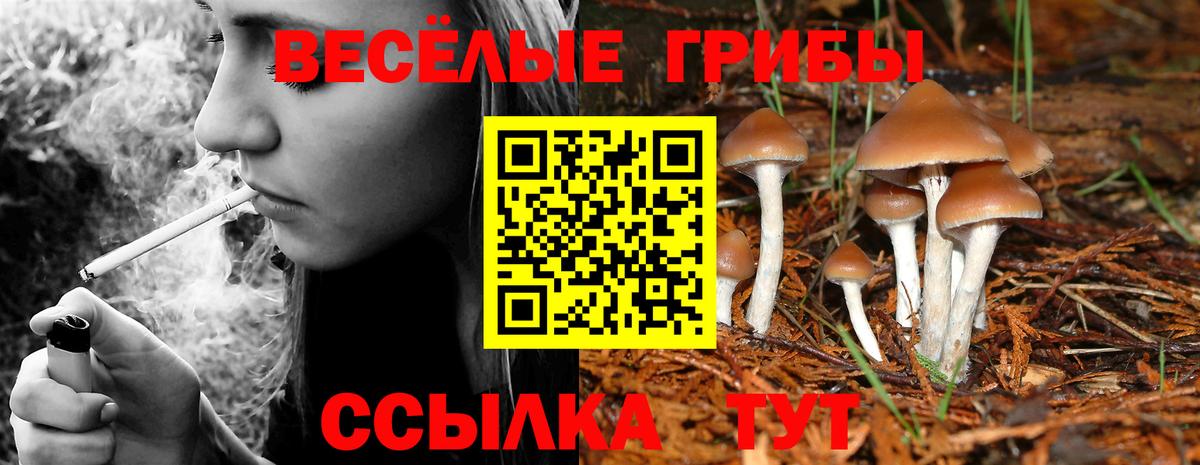 Псилоцибиновые грибы Psilocybine cubensis Ступино